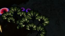 PygmyFanNight.jpg