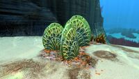 Plaques de coquille corallien (veinées) dans les Plateaux herbeux