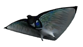 Skyray Fauna