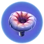 Säurepilz