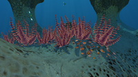 Some Redwort in the Underwater Islands