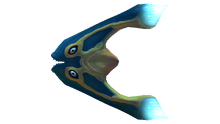 Boomerang Fauna.png