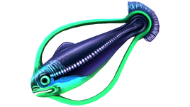 Hoopfish Fauna
