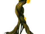 Kelp Root