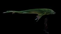 LavaLizard12.jpg (89 KB) Size comparison with the player