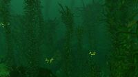 A view of the Dense Kelp Forest