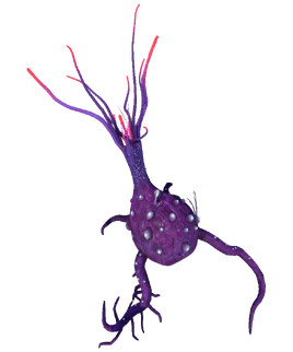 Broken Mandrake Flora