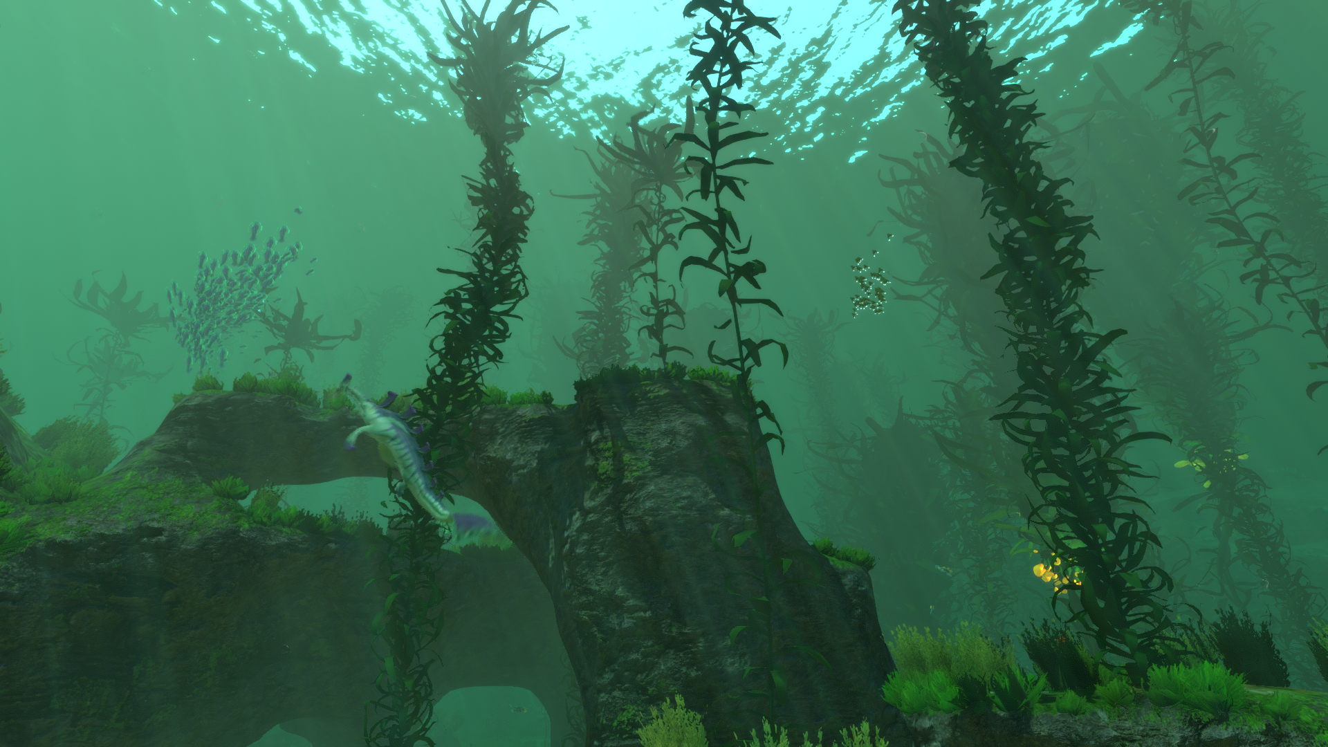 kelp forest hd