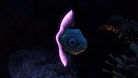 A Reginald in the Grand Reef Caves