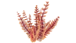 Rote Wasserpest