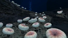 BKZs3.jpeg (291 КБ) Скопление глубинных грибов в южной Зоне кровавых водорослей