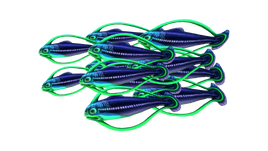 Shoal of Fish Fauna