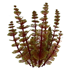 Redwort Relative Flora