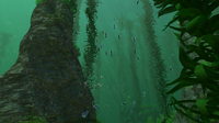 A Shoal of Hoopfish in the Kelp Forest