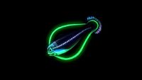 Hoopfish5 (BZ).jpg (11 KB) Bioluminescence
