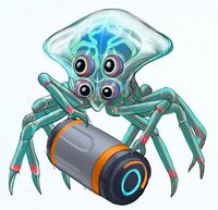 Pygmy crabsquid