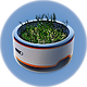 Plant Pot