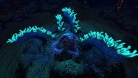 Bioluminescence