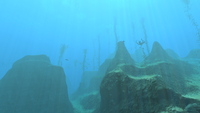 The Border between the Kelp Forest and the Crag Field