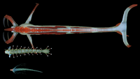 A size comparison between a Reaper Leviathan, an Ampeel and a River Prowler