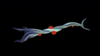 Bioluminescence