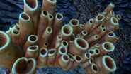 Brown Coral Tubes (1)
