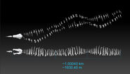 Theoretical whole skeleton length