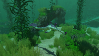 A Stalker in the Kelp Forest