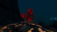 Rubine während der Nacht im Grand Reef.