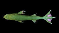 LavaLizard11.jpg (131 KB) Dorsal view