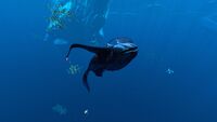 A Glow Whale ascending from the East Arctic