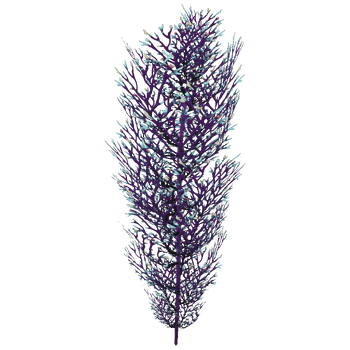 Cave Bush Flora