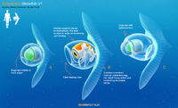 Globefish (Adapted into Trivalve) - by Alex Ries