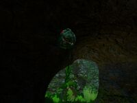 A Crashfish Plant, found in the Kelp Forest Caves.