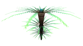 Fern Palm Flora