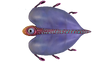 Bladderfish