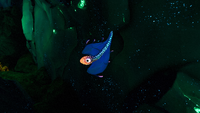 A Bladderfish found within one of the underwater caves