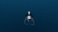 The Cuddlefish being teased and then getting a treat