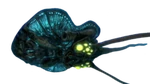 Riffruecken