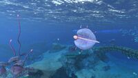 A Bladderfish in the Shallow Twisty Bridges