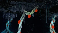 The root's attachment point at the cave's ceiling