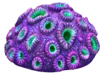 Brain Coral Coral.png