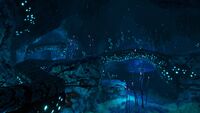 One of the Coral Bridges in the area