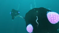 Ancient Floaters found in underneath some islands in the Northern Blood Kelp Zone