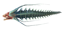 River Prowler Fauna