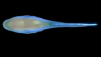 Underside view