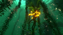 Forest Kelp 05.jpg (1,51 MB)