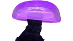 Quallenpilz