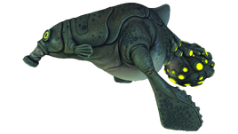Gasopod Fauna