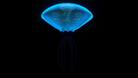 Bioluminescence